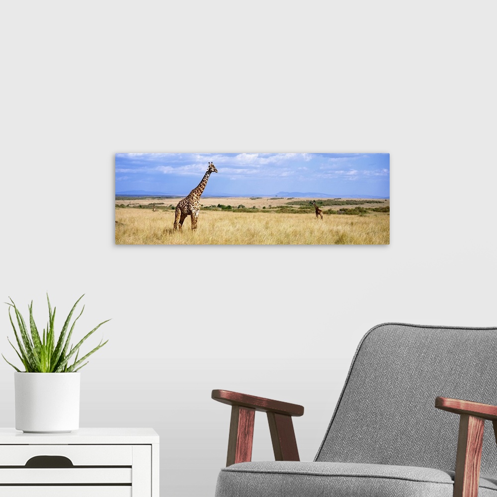 A modern room featuring Panoramic photograph of grassy meadow with under a cloudy sky with African animals grazing.