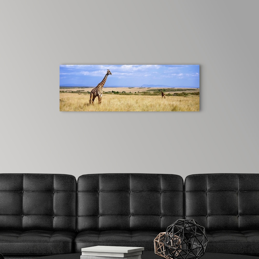 A modern room featuring Panoramic photograph of grassy meadow with under a cloudy sky with African animals grazing.