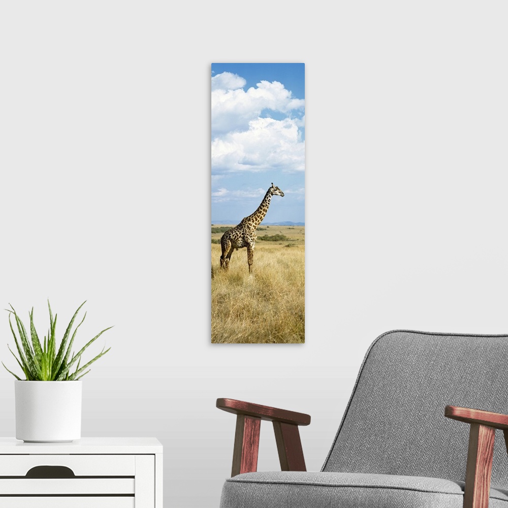 A modern room featuring Giraffe Maasai Mara Kenya
