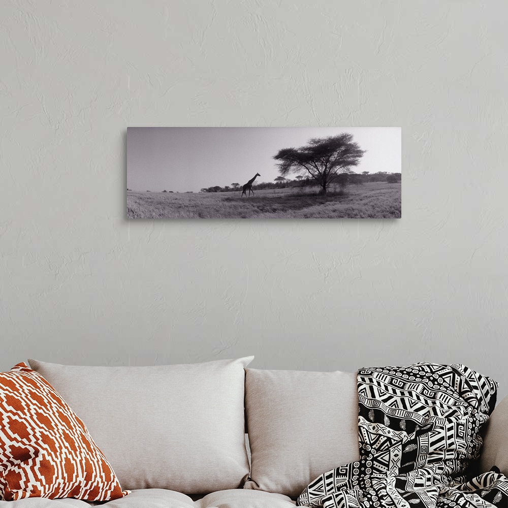 A bohemian room featuring Panoramic photograph of tall, long-necked animal walking toward tall tree.