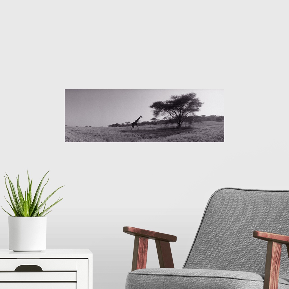 A modern room featuring Panoramic photograph of tall, long-necked animal walking toward tall tree.