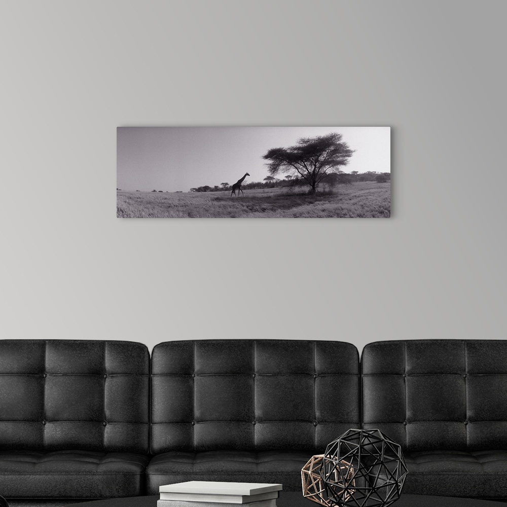 A modern room featuring Panoramic photograph of tall, long-necked animal walking toward tall tree.