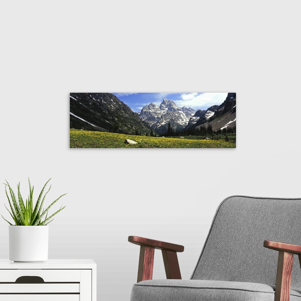 A modern room featuring Glacier lilies in a field with mountains in background, Grand Teton National Park, Wyoming