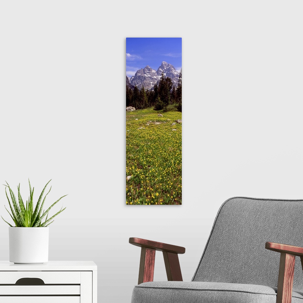 A modern room featuring Glacier lilies on a field, North Folk Cascade Canyon, Grand Teton National Park, Wyoming