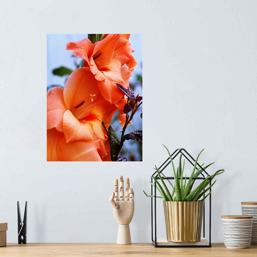 A bohemian room featuring Picture taken closely of peach colored gladiolus flowers that have fully bloomed.