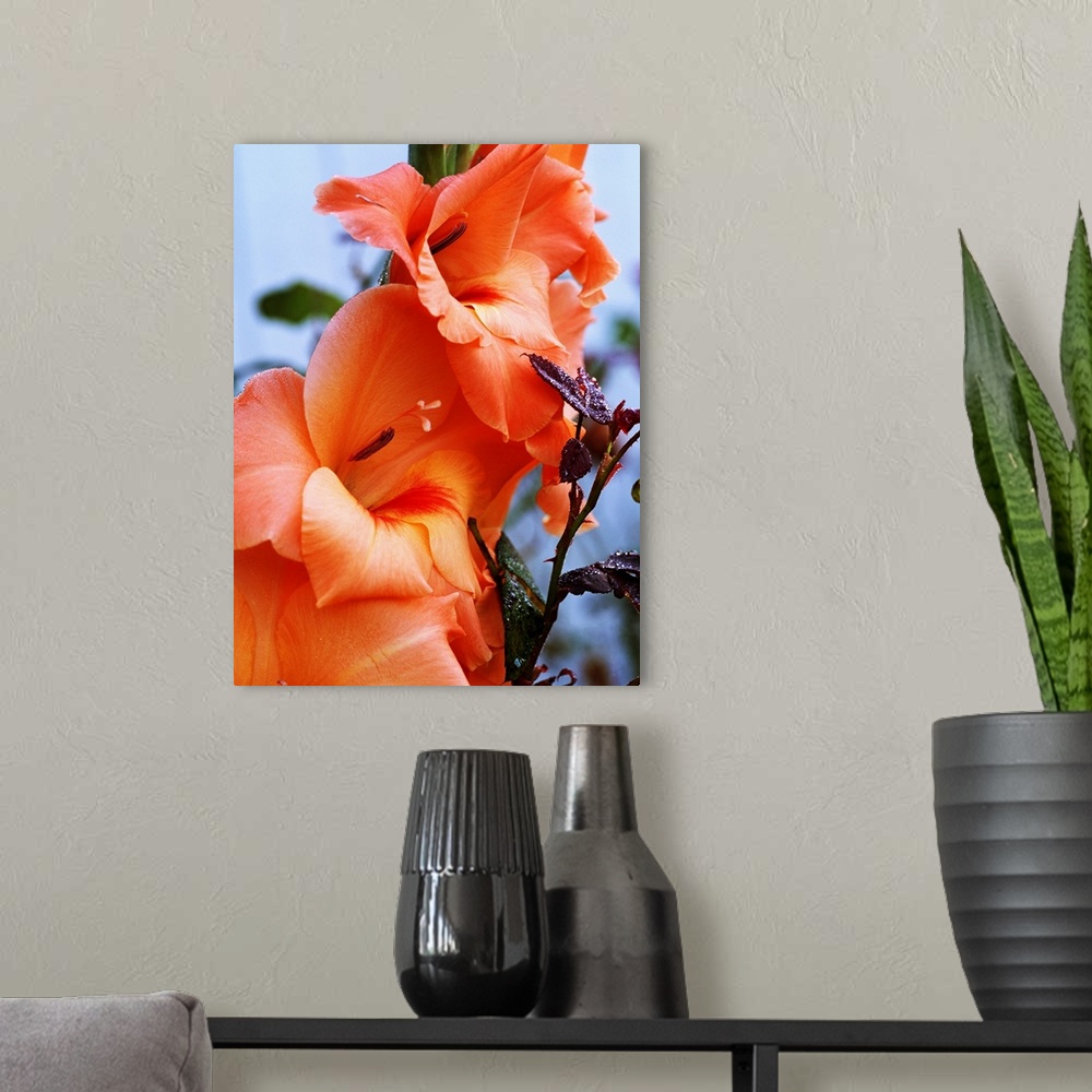 A modern room featuring Picture taken closely of peach colored gladiolus flowers that have fully bloomed.