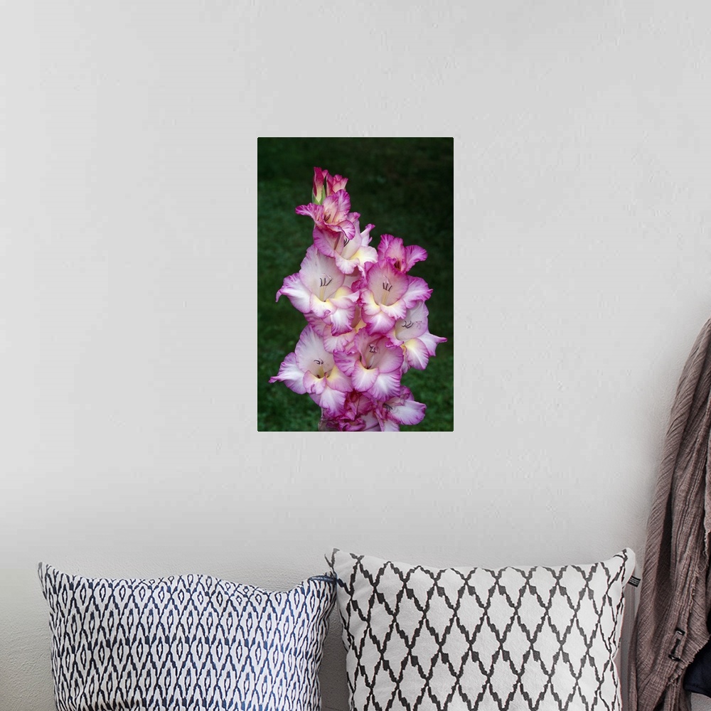 A bohemian room featuring Gladiolus flowers blooming, close up, New York