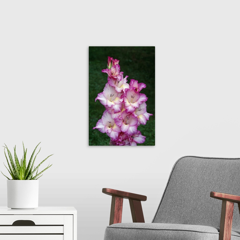 A modern room featuring Gladiolus flowers blooming, close up, New York