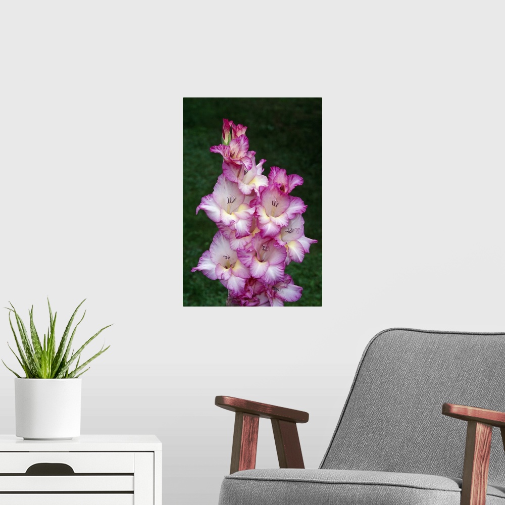 A modern room featuring Gladiolus flowers blooming, close up, New York