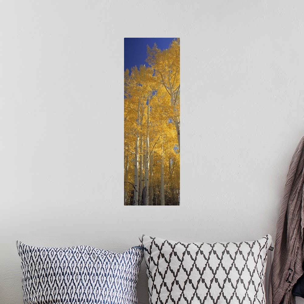 A bohemian room featuring Vertical panoramic of tall yellow leaved trees in Flagstaff, Arizona.
