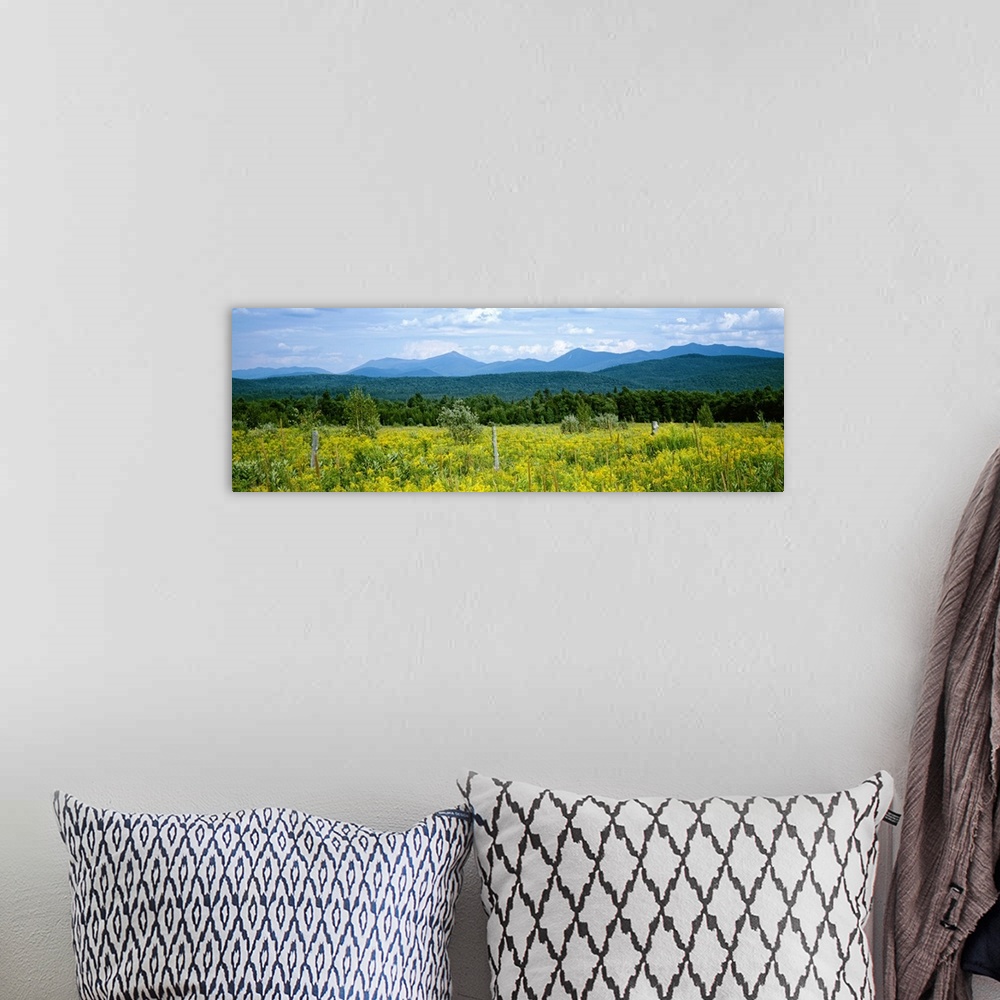 A bohemian room featuring Goldenrod flowers in field with mountains in the background, Adirondack High Peaks, Adirondack Mo...