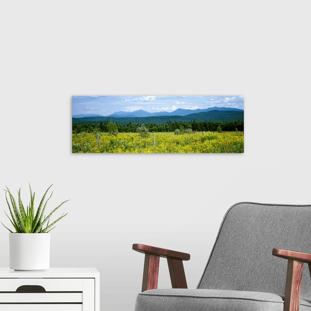 A modern room featuring Goldenrod flowers in field with mountains in the background, Adirondack High Peaks, Adirondack Mo...