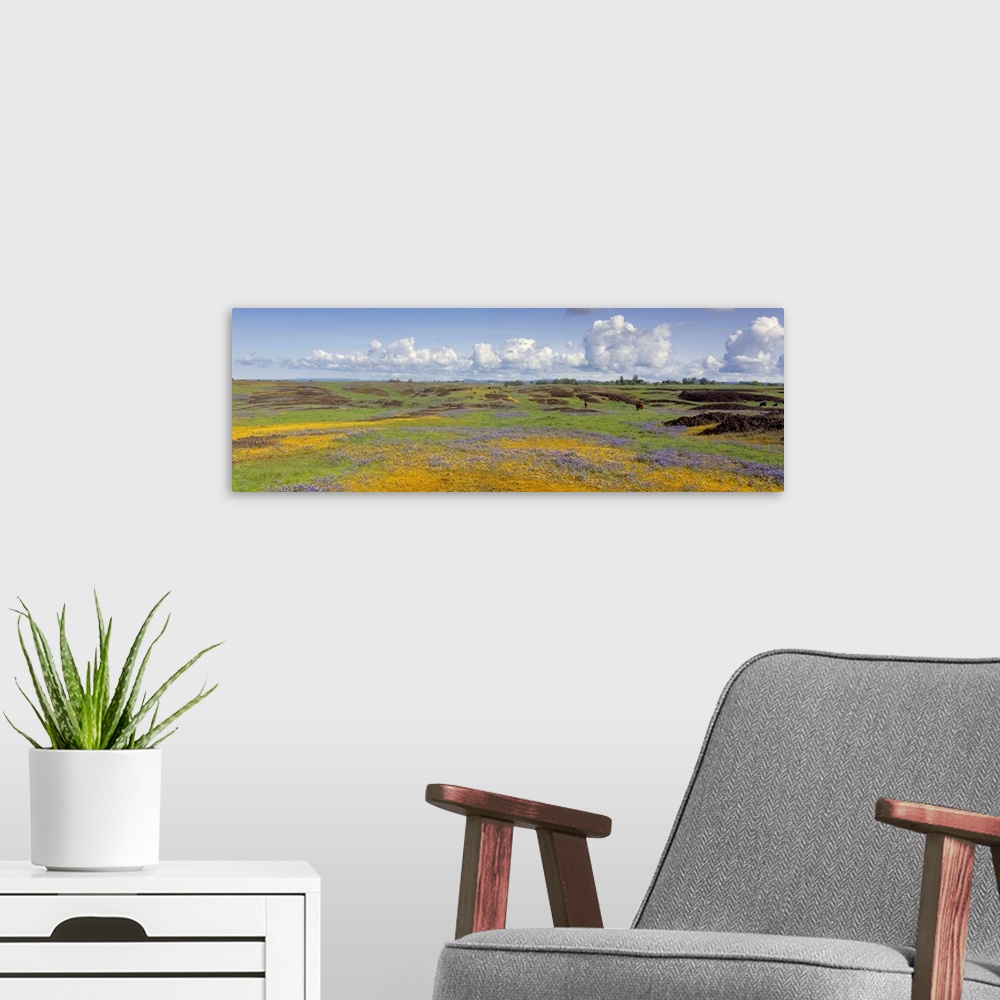 A modern room featuring Goldfield flowers in a field, Table Mountain, Sierra Foothills, California, USA