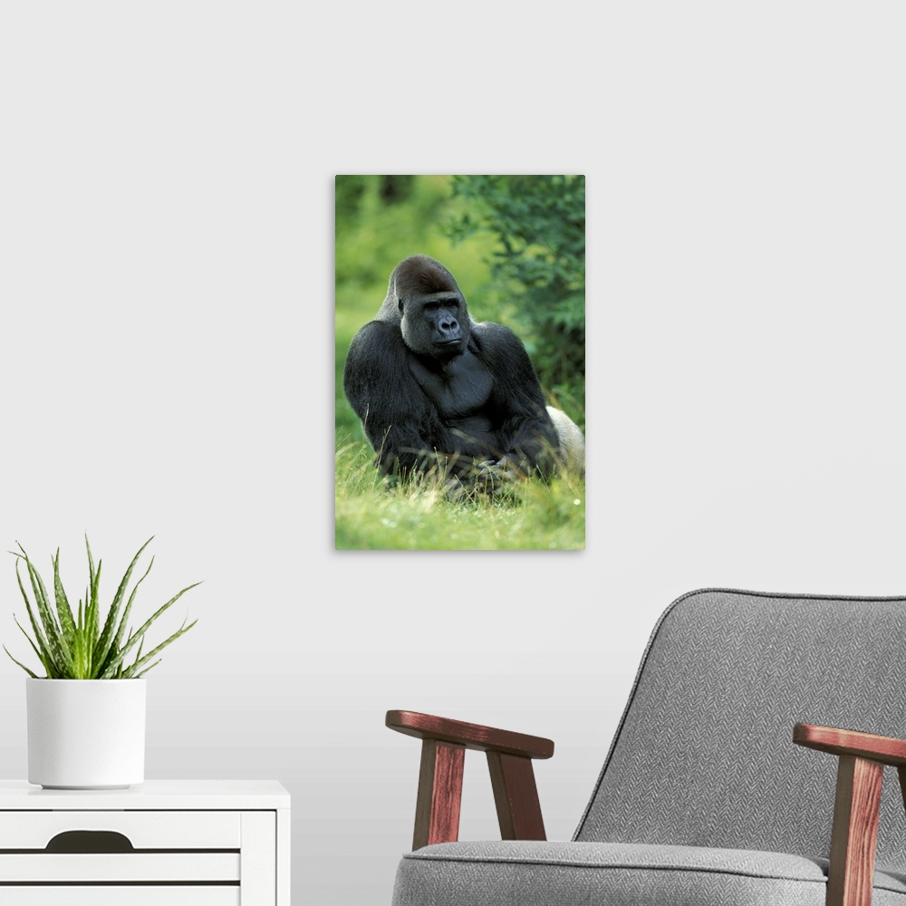 A modern room featuring Gorilla