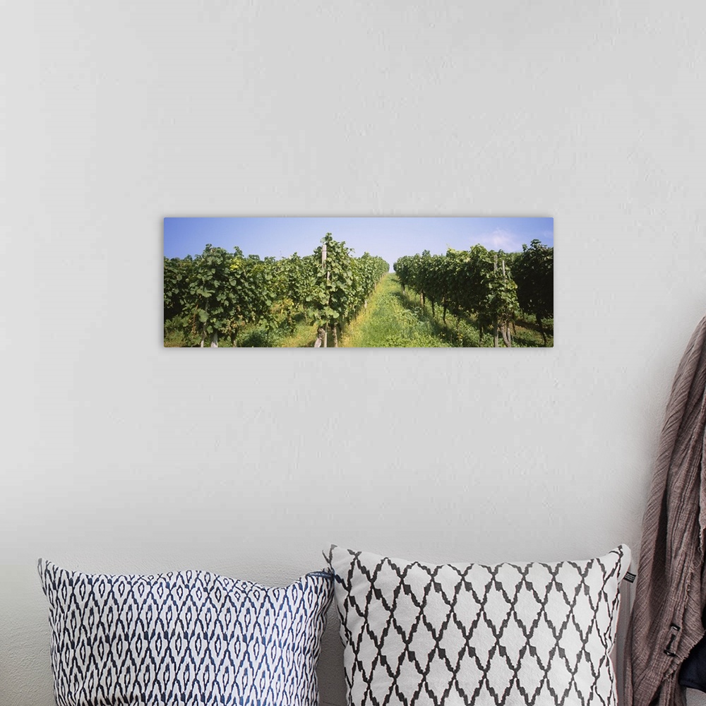 A bohemian room featuring Grape vines in a vineyard, Freiburg, Breisgau, Baden-Wurttemberg, Germany