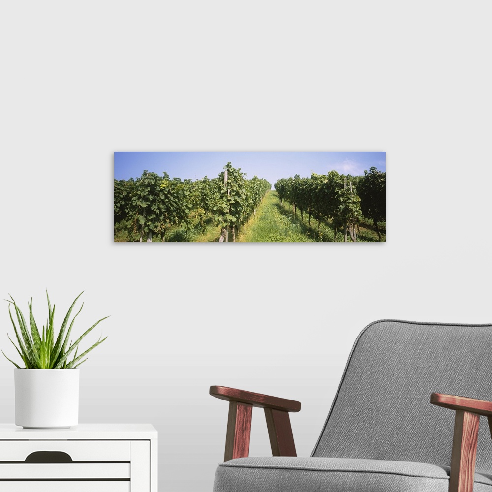 A modern room featuring Grape vines in a vineyard, Freiburg, Breisgau, Baden-Wurttemberg, Germany