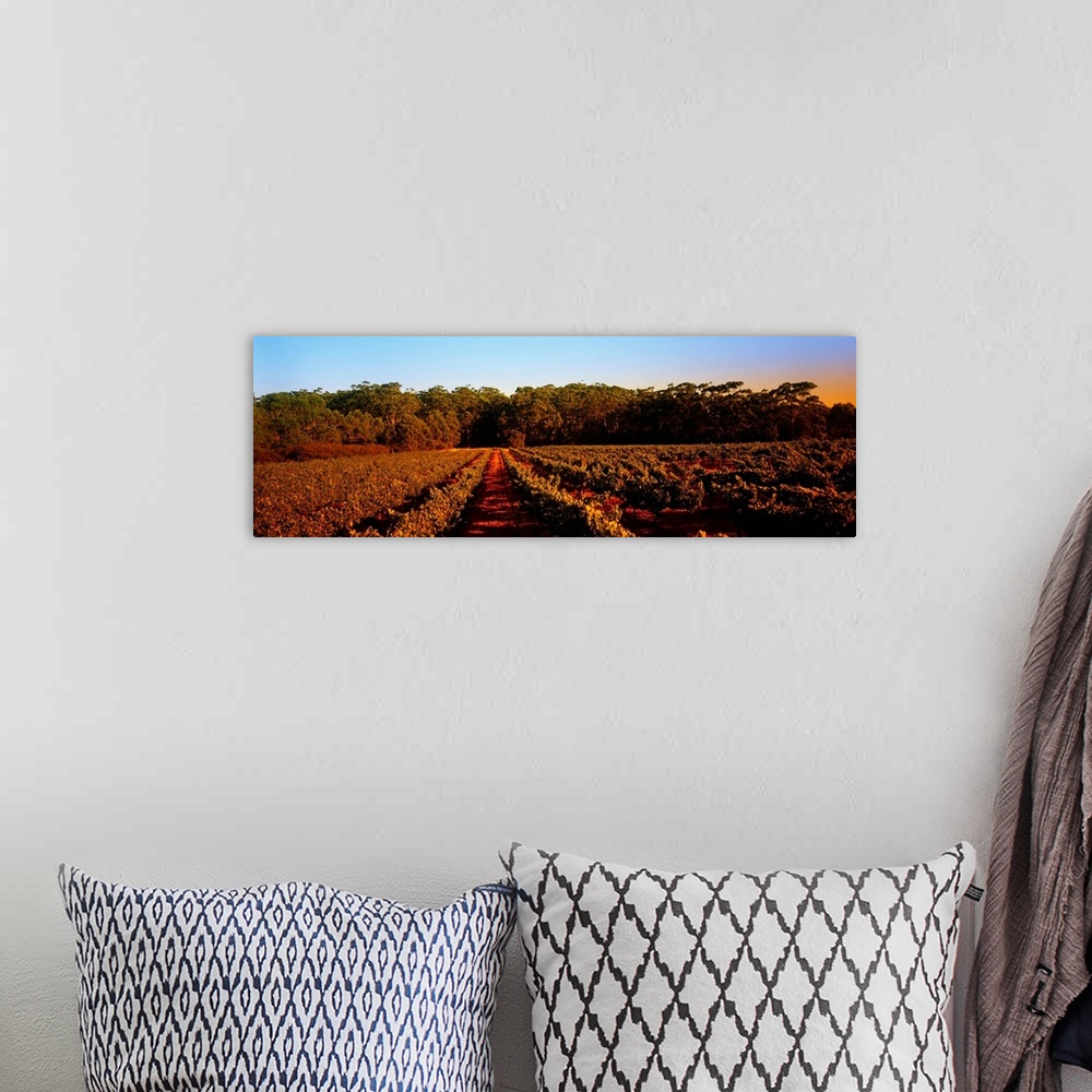 A bohemian room featuring Grape vines in a vineyard, Leeuwin Estate, Margaret River, Western Australia, Australia