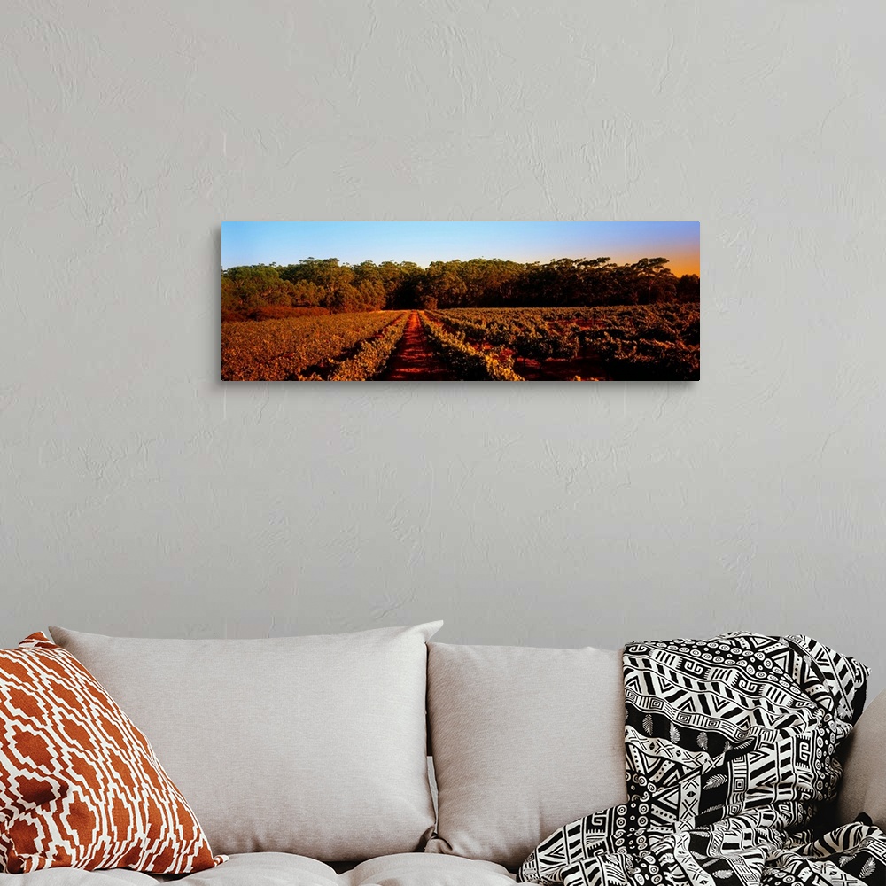 A bohemian room featuring Grape vines in a vineyard, Leeuwin Estate, Margaret River, Western Australia, Australia