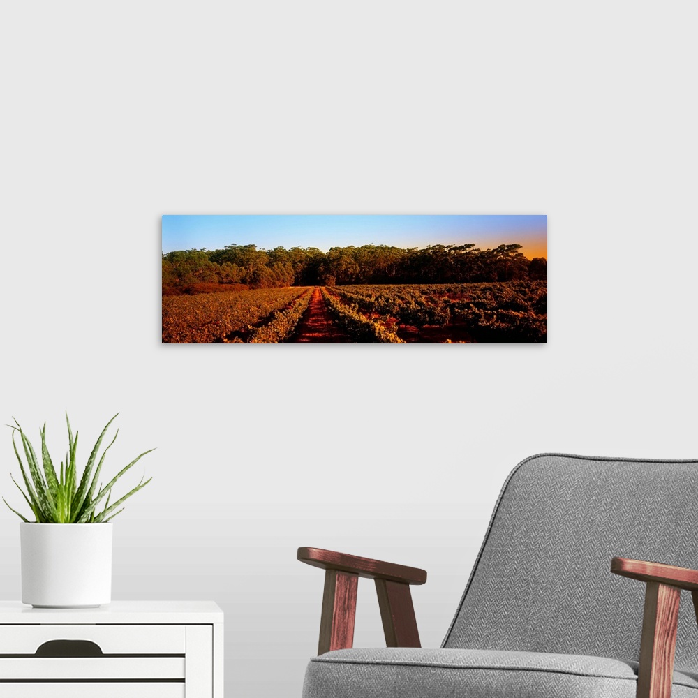 A modern room featuring Grape vines in a vineyard, Leeuwin Estate, Margaret River, Western Australia, Australia