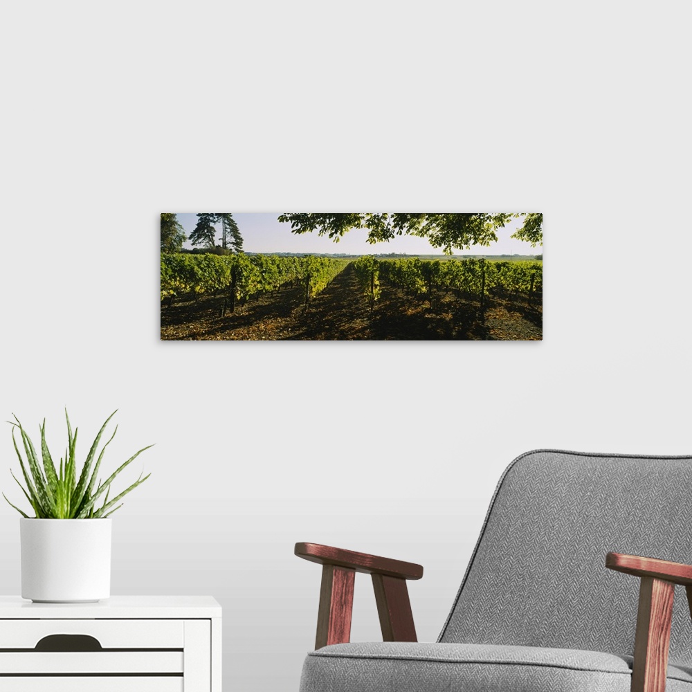 A modern room featuring Grape vines in a vineyard, Loire Valley, France