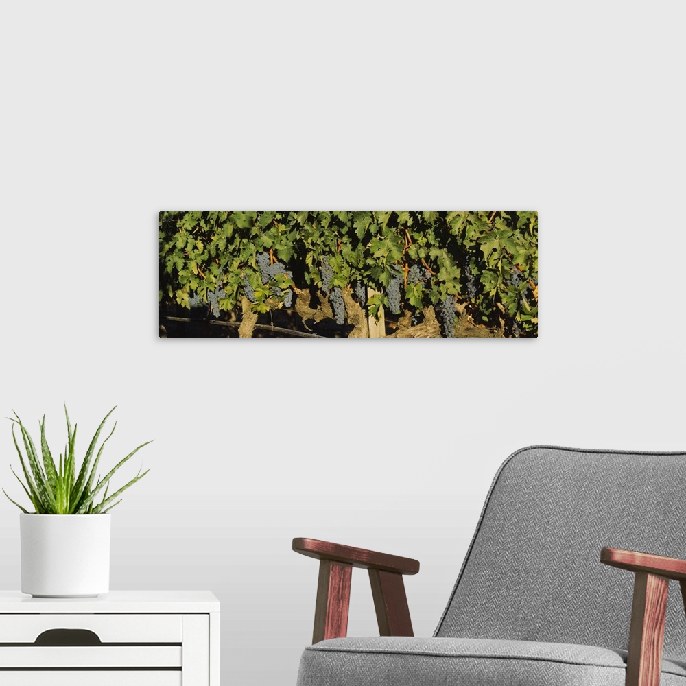 A modern room featuring Grape vines in a vineyard, Napa Valley, California