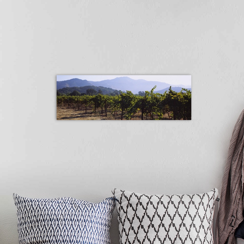A bohemian room featuring Landscape, large photograph of rows of grape vines in a vineyard, mountains in the background, in...
