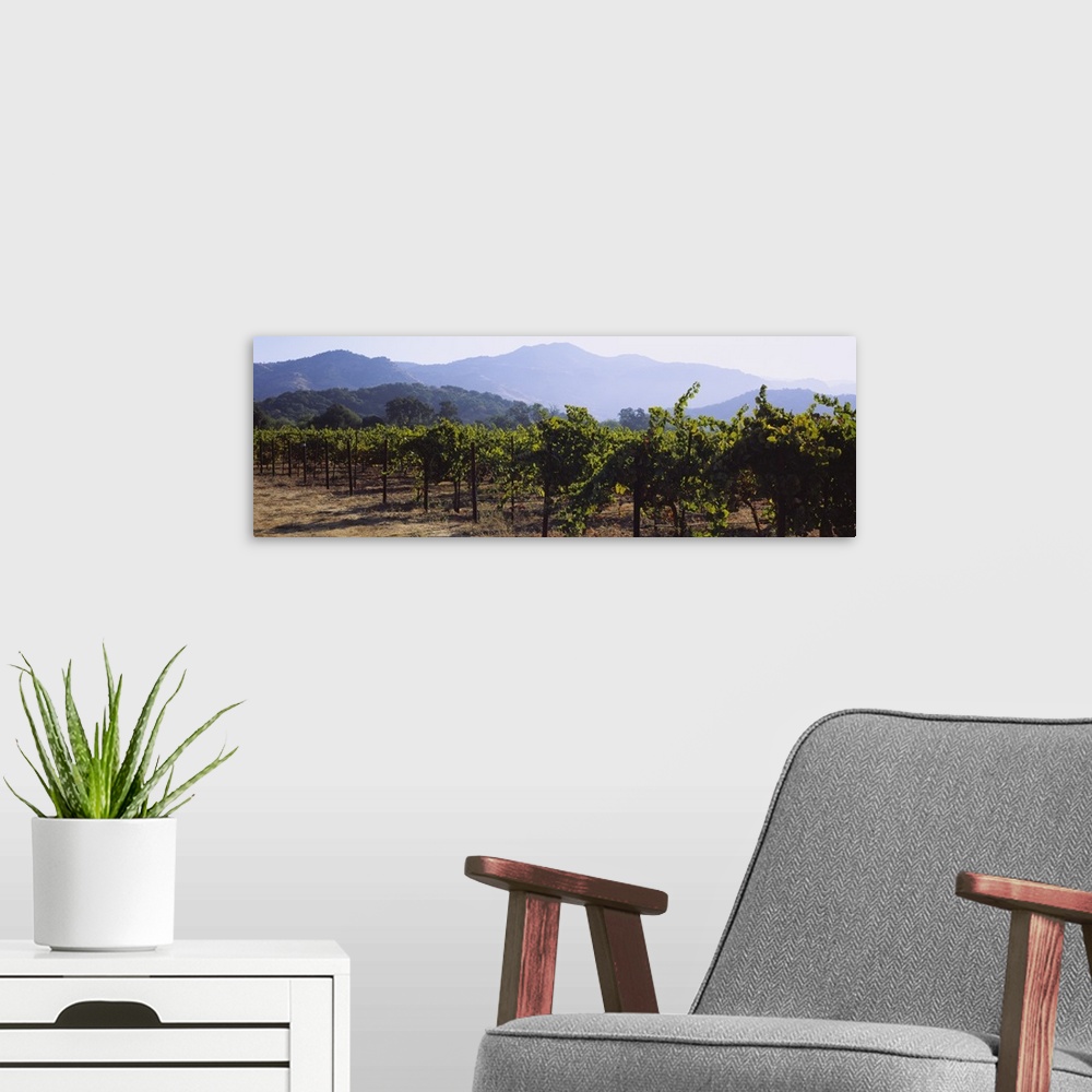 A modern room featuring Landscape, large photograph of rows of grape vines in a vineyard, mountains in the background, in...