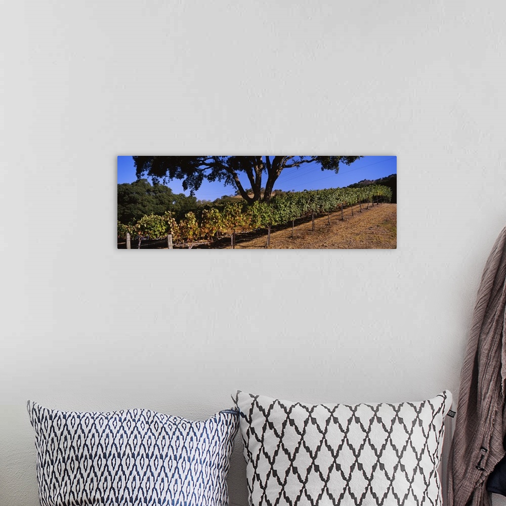 A bohemian room featuring Grape vines in a vineyard, Napa Valley, Napa County, California