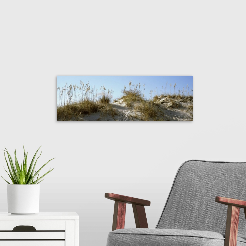 A modern room featuring Wide angle photograph taken of grass on sand dunes with the sky pictured above.