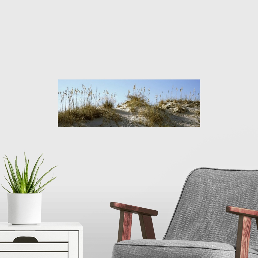 A modern room featuring Wide angle photograph taken of grass on sand dunes with the sky pictured above.