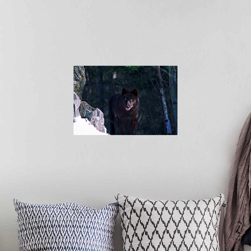 A bohemian room featuring Horizontal photograph on a big wall hanging of a timber wolf looking at the camera while standing...