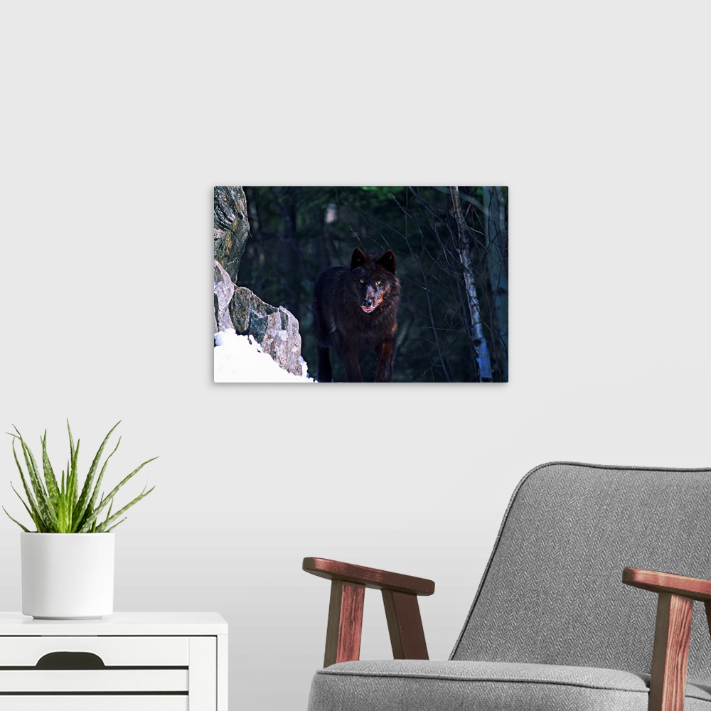 A modern room featuring Horizontal photograph on a big wall hanging of a timber wolf looking at the camera while standing...