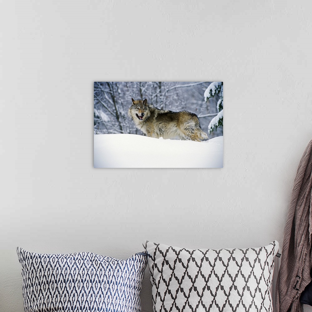 A bohemian room featuring Landscape, big photograph of a gray wolf standing in a snow bank, surrounded by snow covered tree...