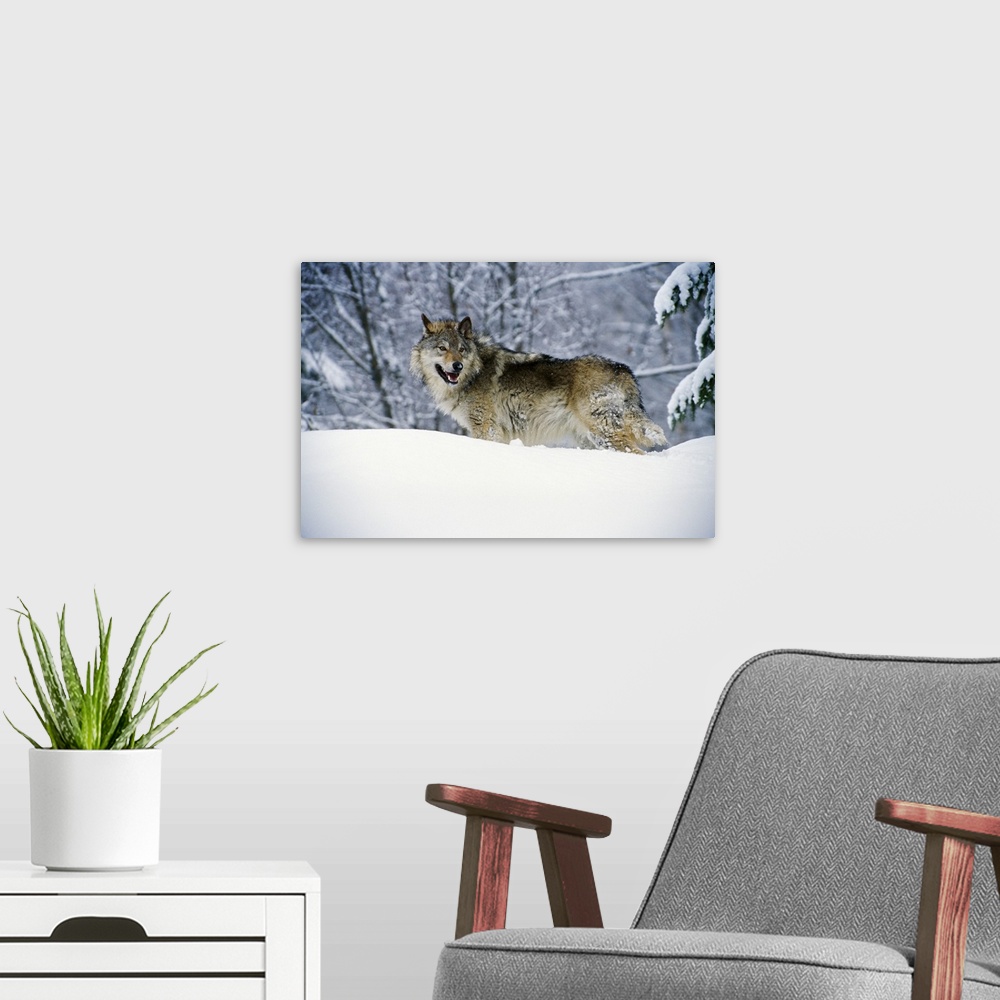 A modern room featuring Landscape, big photograph of a gray wolf standing in a snow bank, surrounded by snow covered tree...