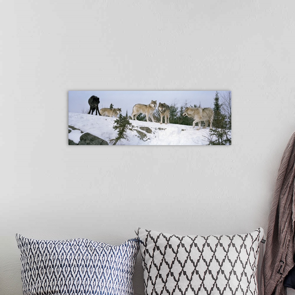 A bohemian room featuring A pack of five wolves, four gray and one black, standing at the top of a snowy hill in the winter...