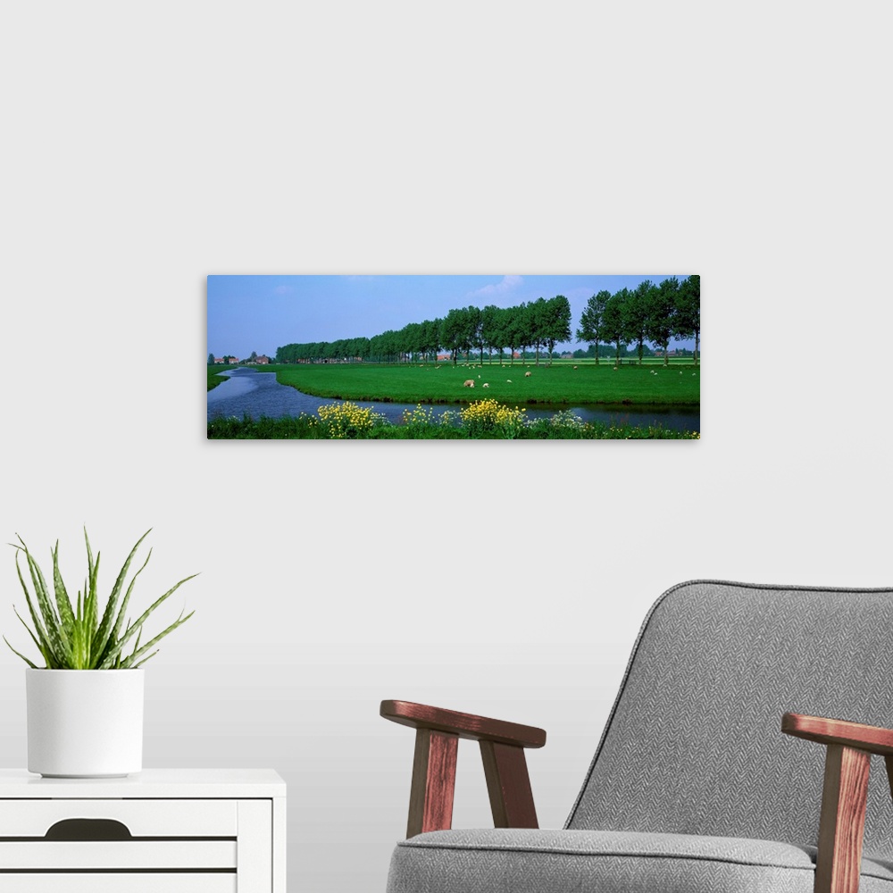 A modern room featuring Grazing Sheep Along Canal The Netherlands