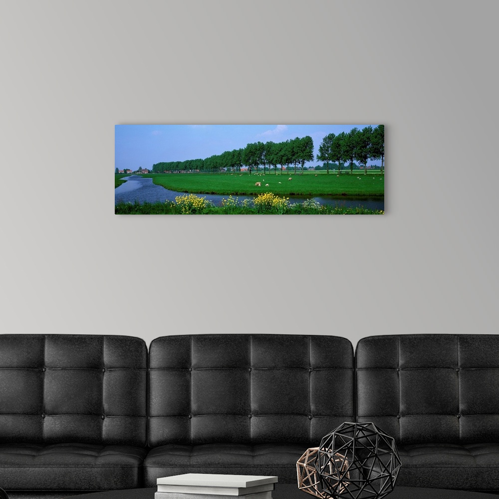 A modern room featuring Grazing Sheep Along Canal The Netherlands