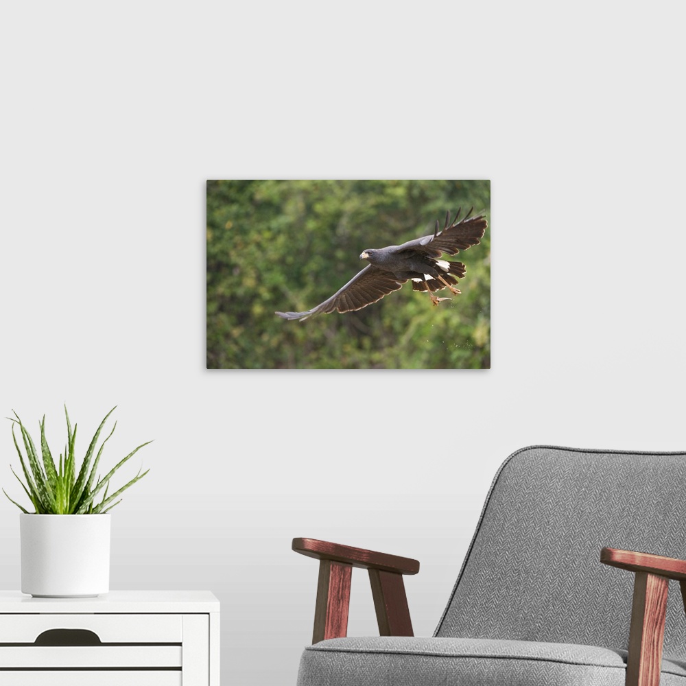 A modern room featuring Great Black hawk Buteogallus urubitinga in flight Three Brothers River Meeting of the Waters Stat...
