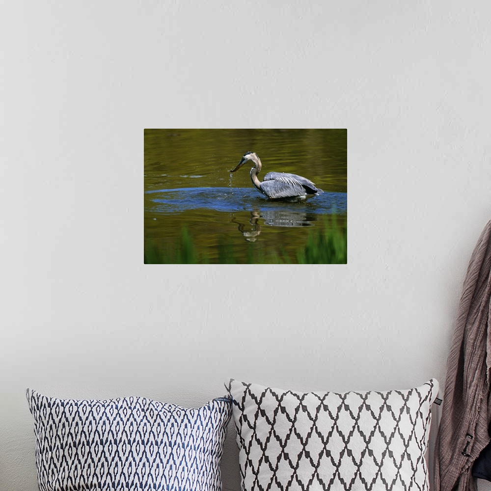 A bohemian room featuring Great blue heron fishing in water, Ohio