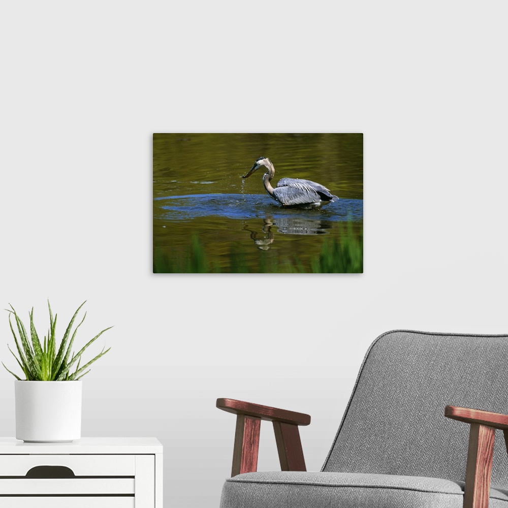 A modern room featuring Great blue heron fishing in water, Ohio