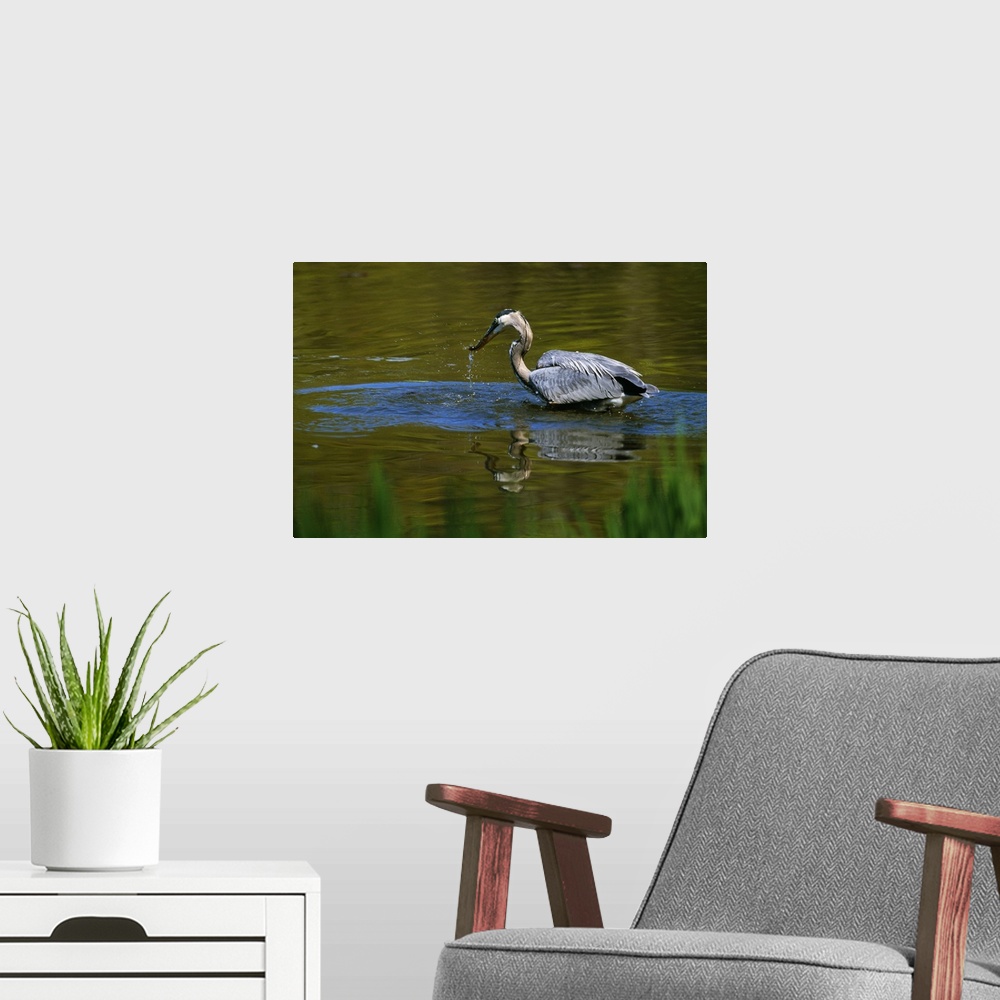 A modern room featuring Great blue heron fishing in water, Ohio