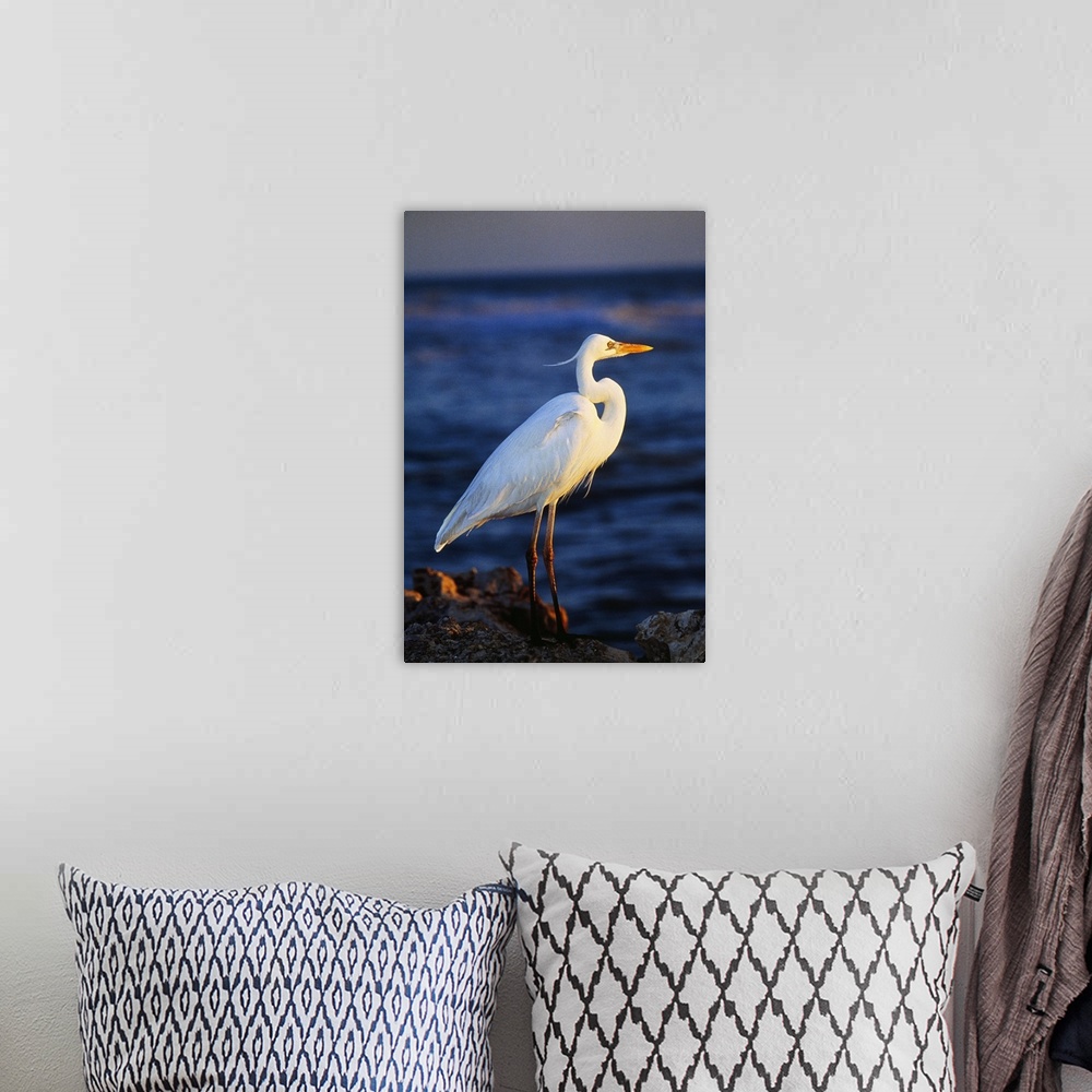 A bohemian room featuring Tall photo print of a sea bird standing on a rock with the ocean in the background.