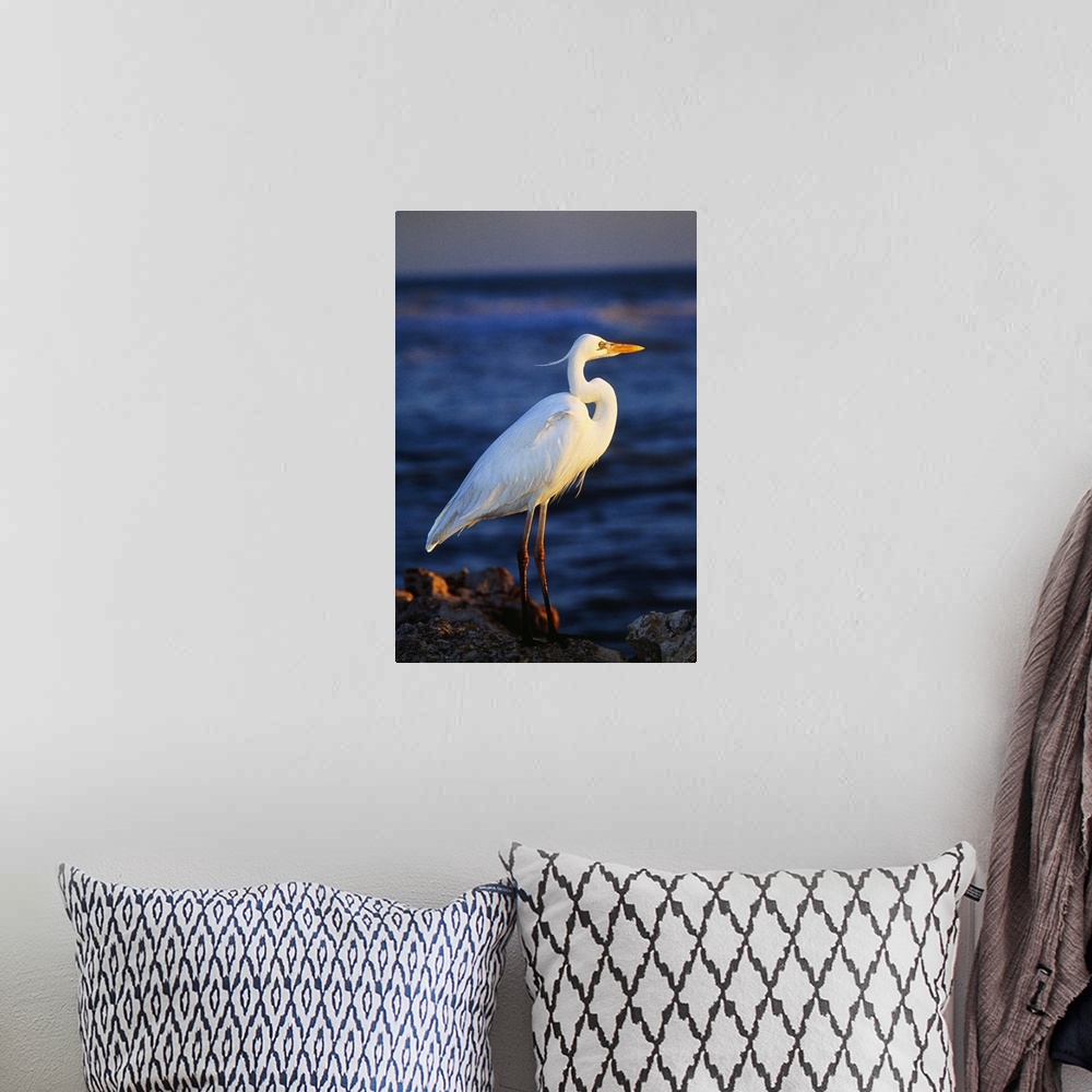 A bohemian room featuring Tall photo print of a sea bird standing on a rock with the ocean in the background.