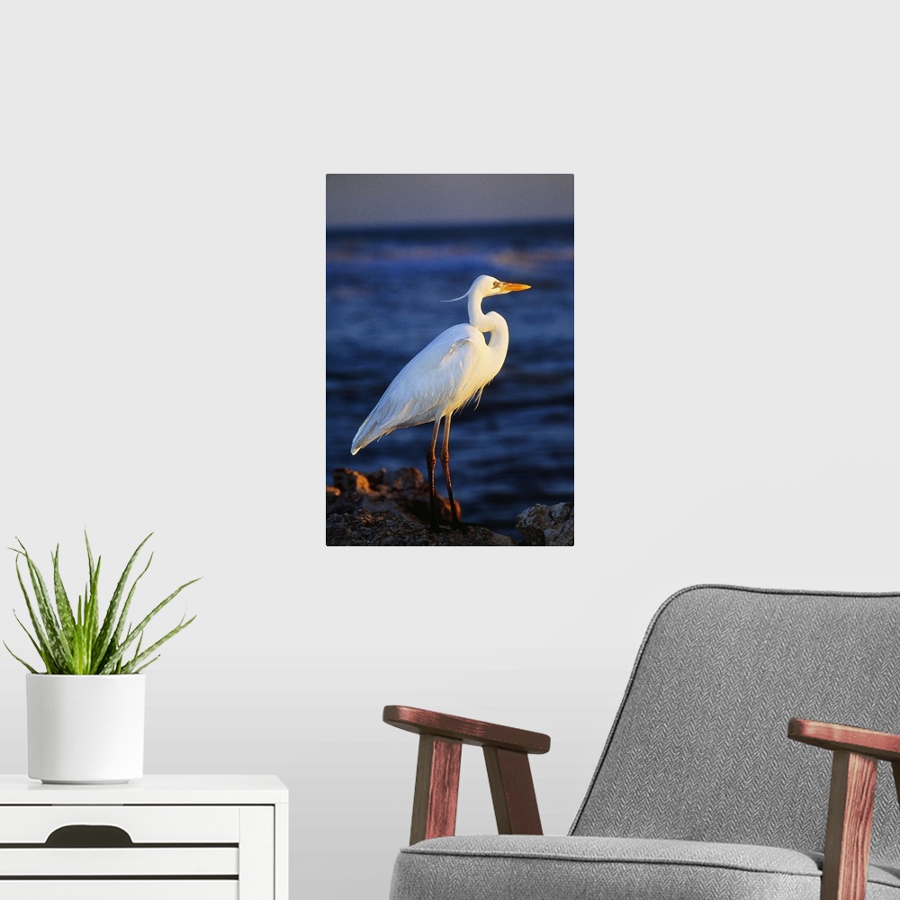 A modern room featuring Tall photo print of a sea bird standing on a rock with the ocean in the background.