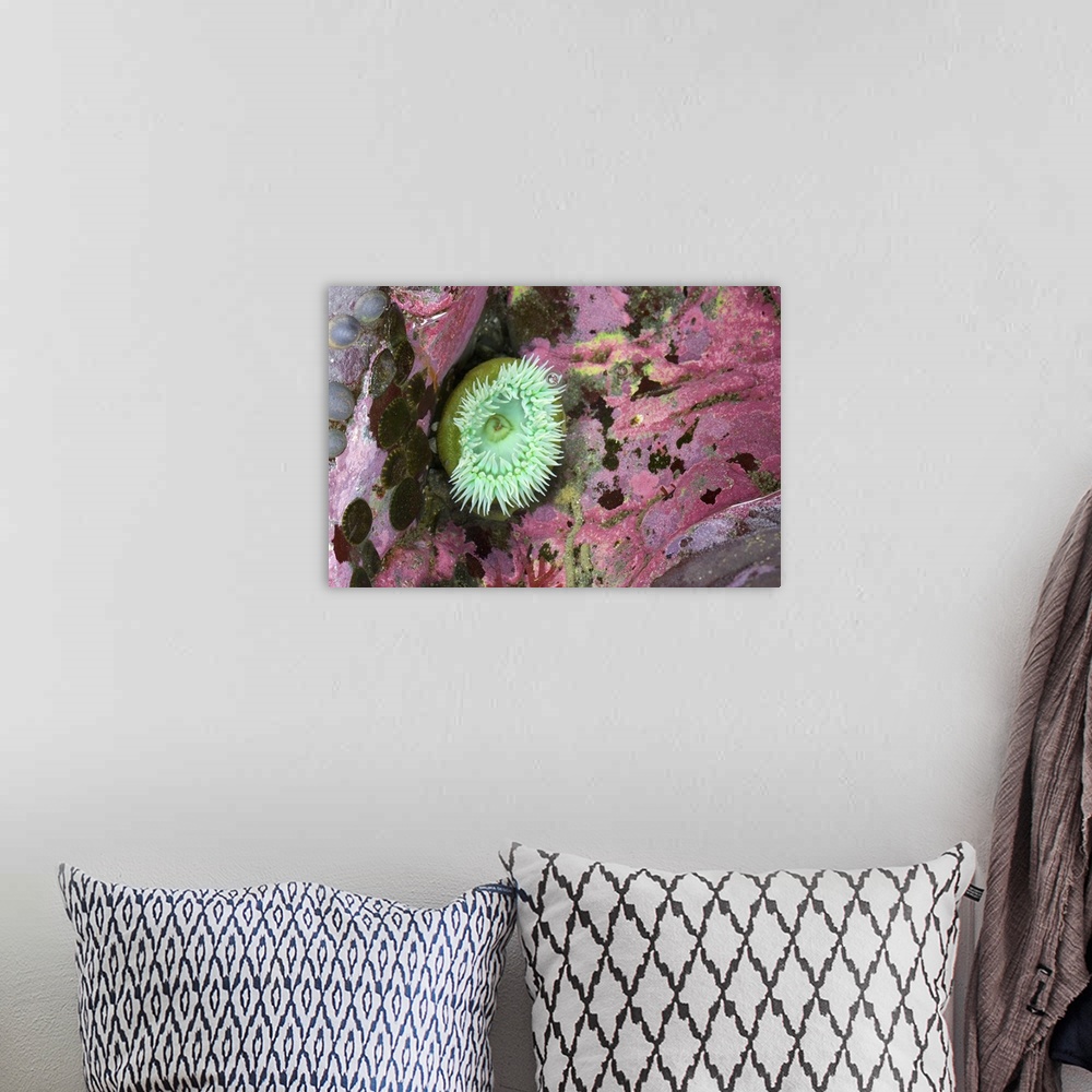 A bohemian room featuring Green Anemone Among Colorful Coral