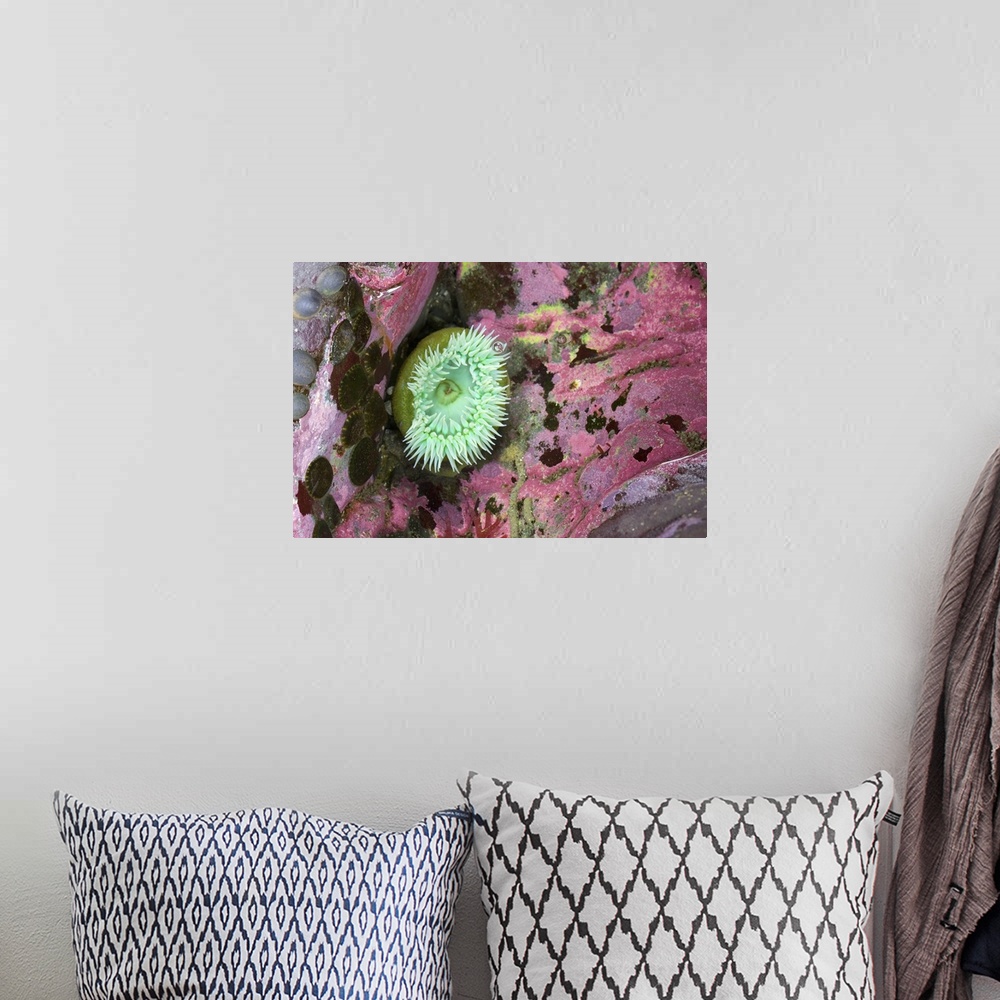 A bohemian room featuring Green Anemone Among Colorful Coral