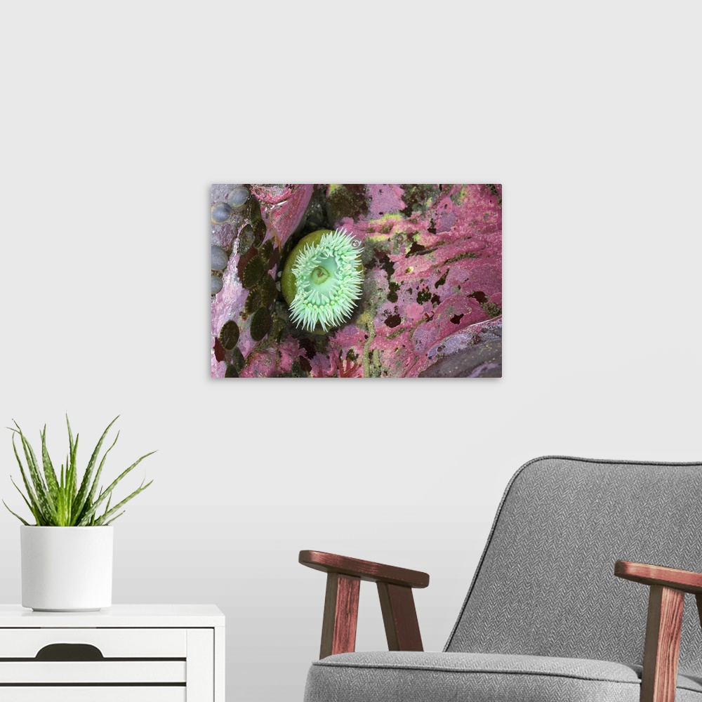 A modern room featuring Green Anemone Among Colorful Coral