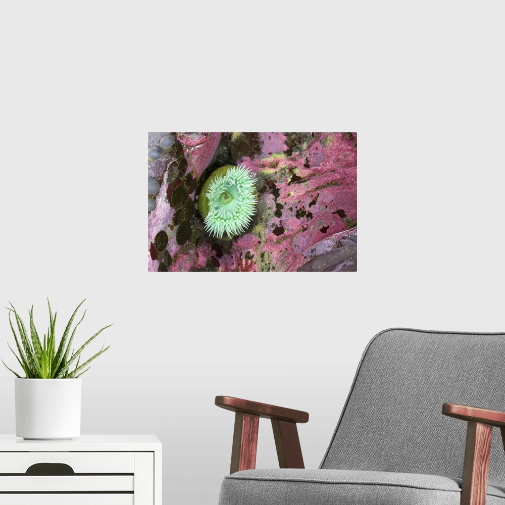 A modern room featuring Green Anemone Among Colorful Coral