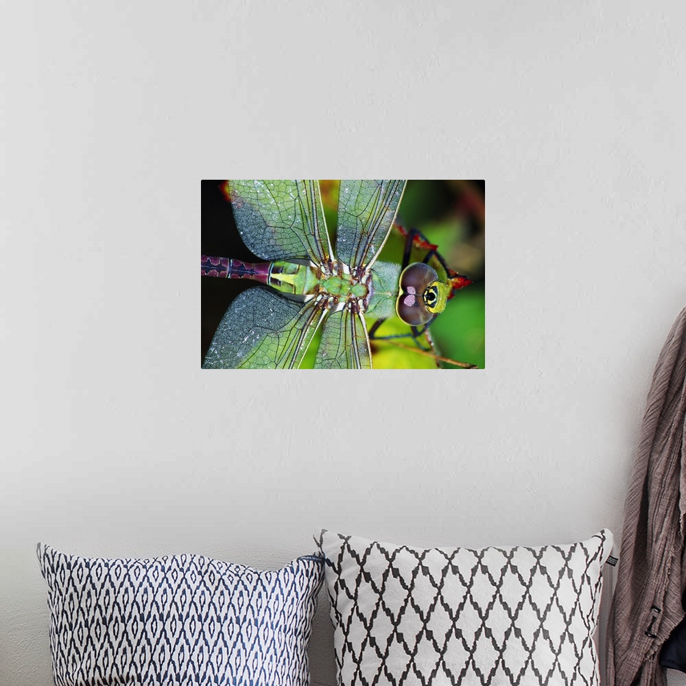 A bohemian room featuring Green Darner Dragonfly
