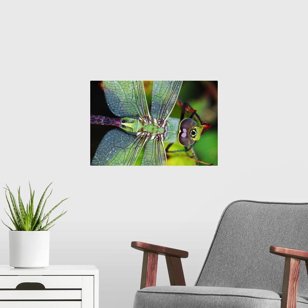 A modern room featuring Green Darner Dragonfly